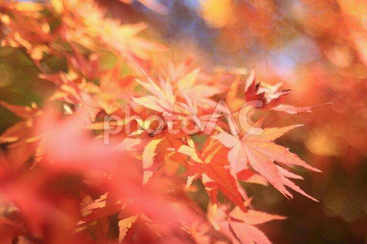 日本の秋・もみじ 晩秋,秋,紅葉の写真素材