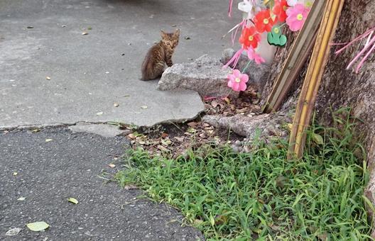 道端にいるかわいい子猫 道端にいるかわいい子猫 子猫,動物,風景の写真素材