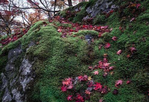 京都晩秋・宝蔵院_04 京都晩秋・宝蔵院_04の写真