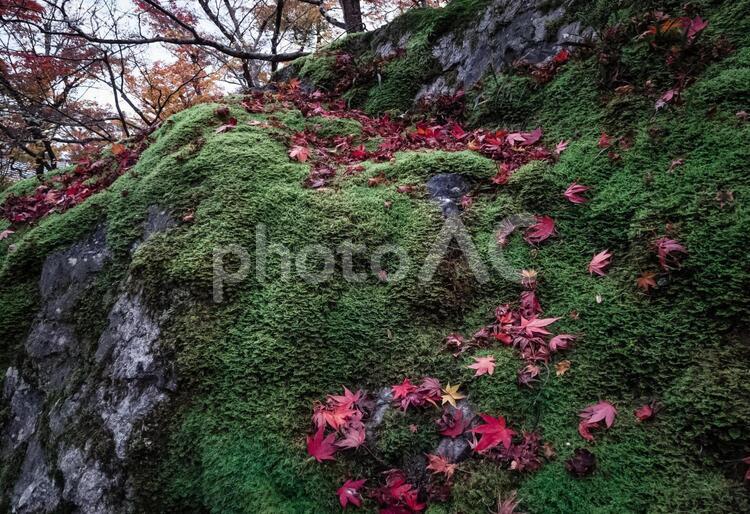 京都晩秋・宝蔵院_04 紅葉,落葉,苔の写真素材