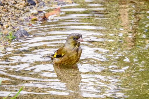 水浴びするカワラヒワの写真