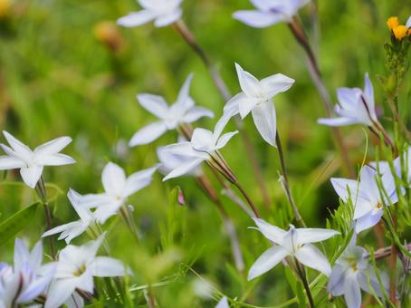 Beautiful and cute flowering cane, JPG Beautiful and cute flowering cane, JPG