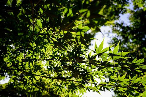 夏の木漏れ日、緑の葉の透明感 夏の木漏れ日、緑の葉の透明感の写真
