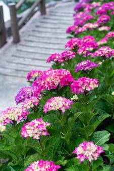 形原温泉アジサイの里 満開のアジサイ 形原温泉アジサイの里 満開のアジサイ 紫陽花,アジサイ,形原温泉の写真素材