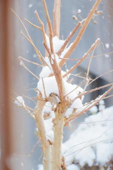 身近な雪景色 雪,雪景色,冬の写真素材
