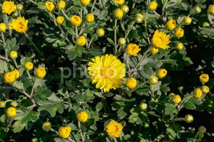 あかぼり小菊の里　小菊８ 花,小菊,キク科の写真素材