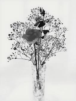 ガラス花瓶とバラ(モノクロ) ガラス花瓶とバラ(モノクロ) 花,モノクロ,静物の写真素材