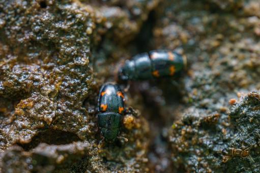樹液がだいすきなヨツボシキシキスイ 樹液がだいすきなヨツボシキシキスイ 昆虫,虫,自然の写真素材