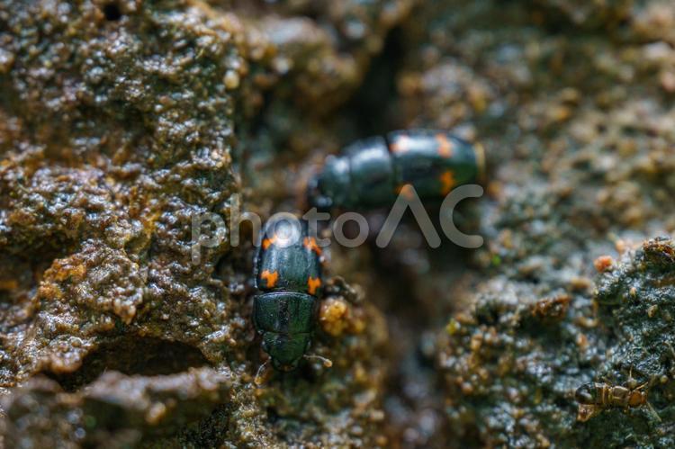 樹液がだいすきなヨツボシキシキスイ 昆虫,虫,自然の写真素材