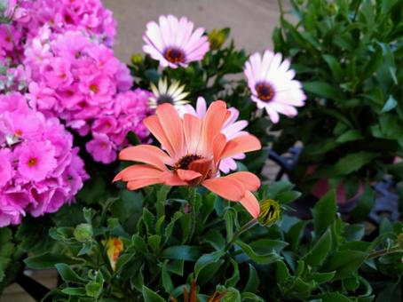 可愛い花 可愛い花の写真