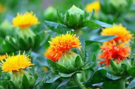Photo, safflower hata, safflower, red, 