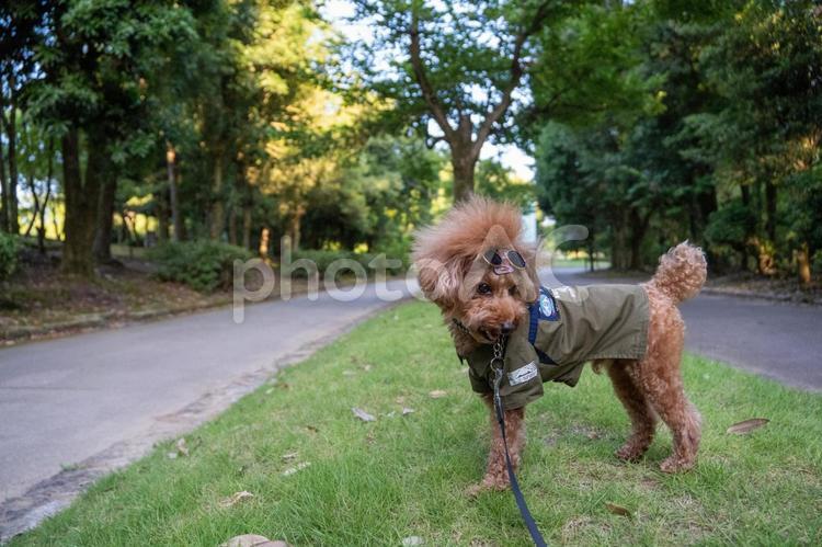 夏の公園で散歩するトイプードル トイプードル,トイプー,夏の写真素材