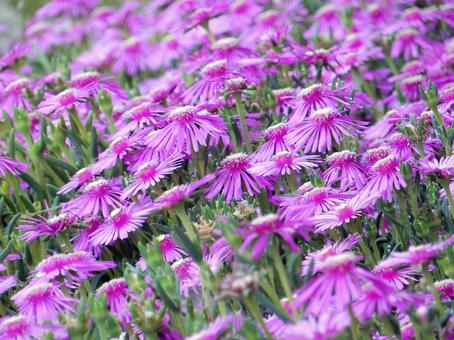 【花の写真】マツバギク(松葉菊) 【花の写真】マツバギク(松葉菊)の写真
