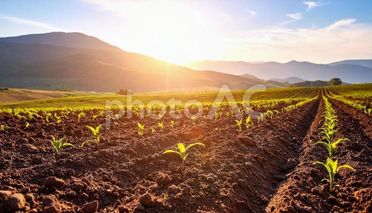 土から目を出す新芽 新芽,土,春の写真素材