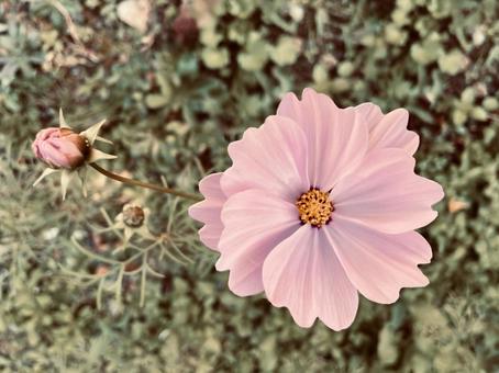 レトロな色調の淡いピンクのコスモスの写真 コスモス,秋桜,ピンクの写真素材