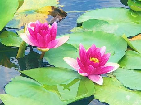 スイレンの花 スイレンの花の写真
