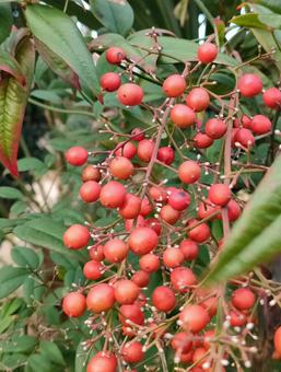 ナンテン ナンテン,南天,木の実の写真素材