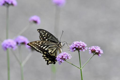 アゲハチョウと花 アゲハチョウと花の写真