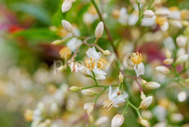 南天 南天,ナンテンの花,植物の写真素材