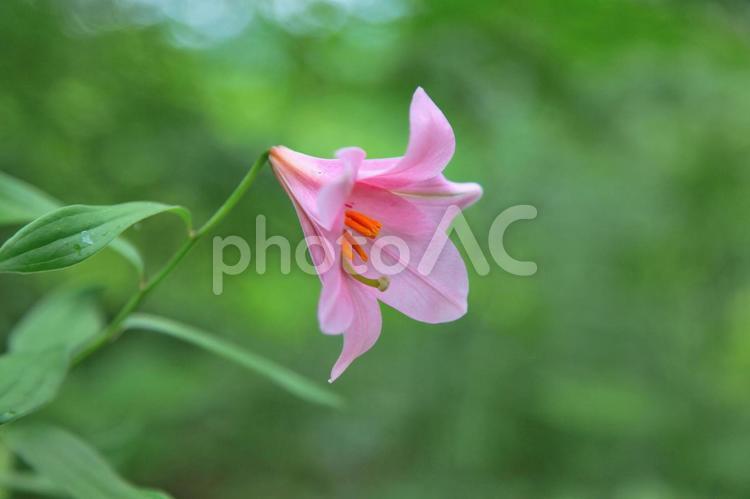 ひめさゆり（福島） 花,ひめさゆり,ゆりの写真素材