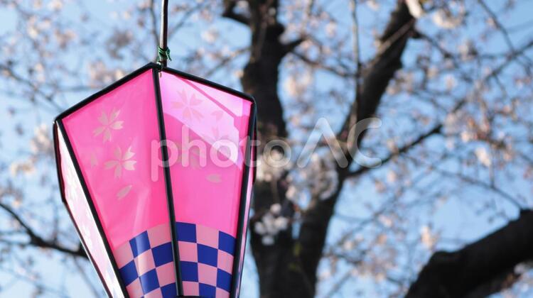 提灯と春咲く桜の荒子川公園 さくら,桜,櫻の写真素材
