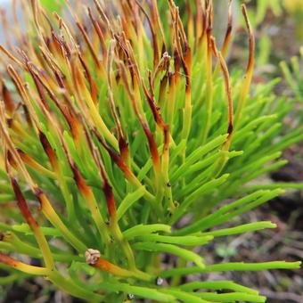 マツバラン（松葉蘭） マツバラン,松葉蘭,花の写真素材