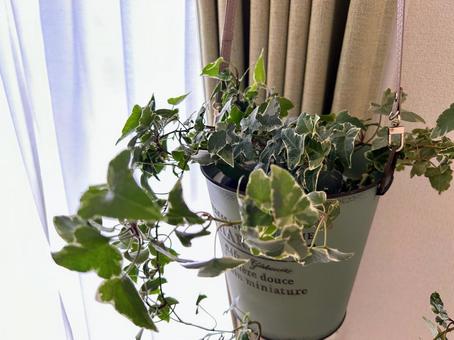 Hanging Hedera, JPG