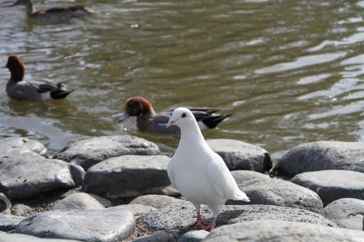 鳩0739 鳩0739 鳩,ハト,白い鳥の写真素材