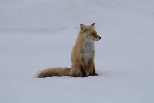 キタキツネ キタキツネ,きつね,野生動物の写真素材