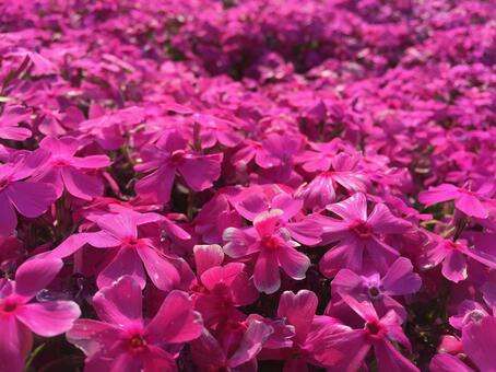 芝桜 芝桜の写真