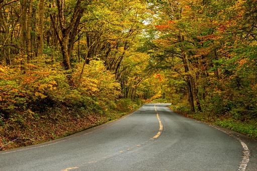 紅葉と道 秋の景色,紅葉と道路,秋の写真素材