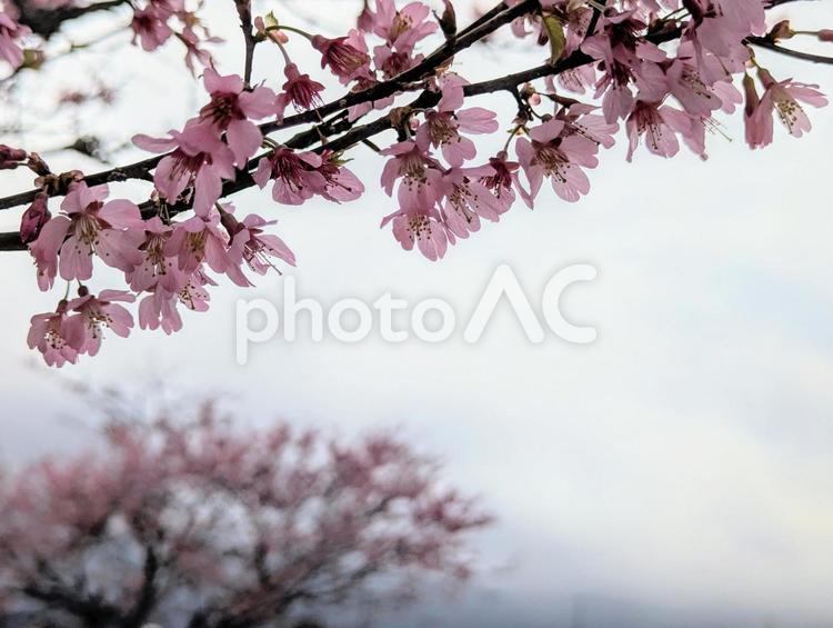春の曇天とオカメ桜 植物,花,春の写真素材