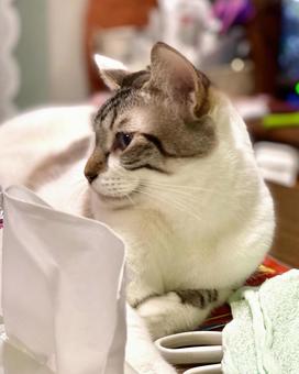 斜めから見た微睡みシャムミックス猫様 斜めから見た微睡みシャムミックス猫様 猫,シャムトラ,微睡むの写真素材