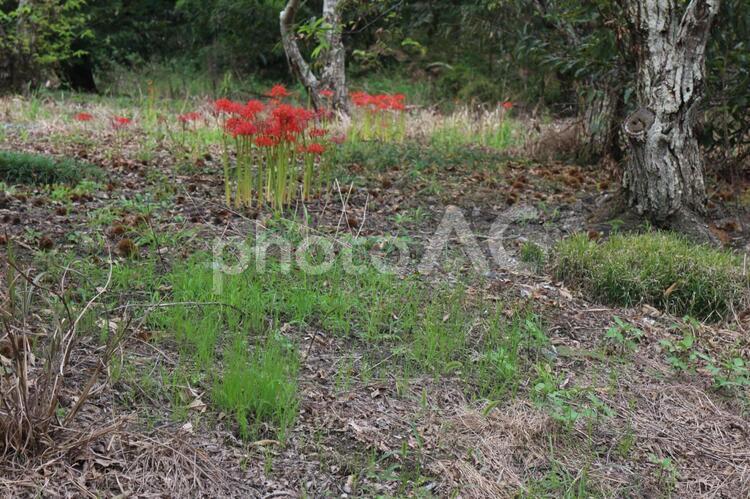 落ちた栗とヒガンバナ 栗,栗のイガ,彼岸花の写真素材