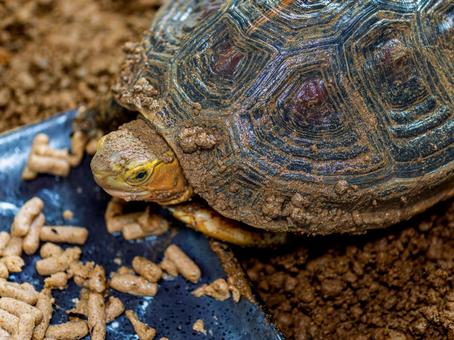 Photo, chinese box turtle, box turtle, turtle, 