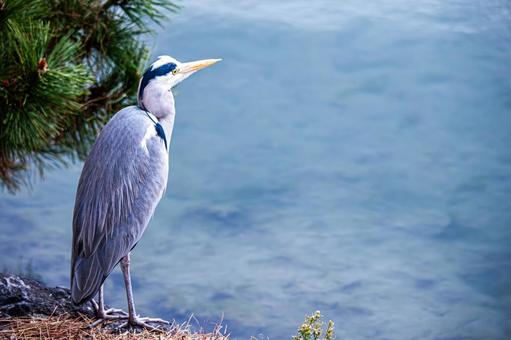 A blue heron standing by the pond, JPG