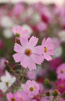 コスモス畑 コスモス,秋,ピンク色の写真素材