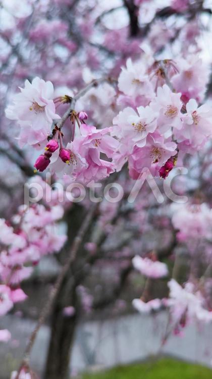 一夜城の桜並木へ、春の訪れを感じに 桜,春,桜並木の写真素材