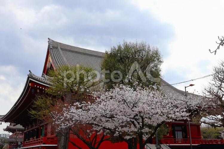 ４月上旬の東京浅草浅草寺の桜の風景 背景,桜,花の写真素材