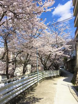 桜 桜 桜,桜並木,ソメイヨシノの写真素材