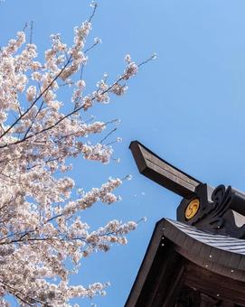 春爛漫 桜,春,春の訪れの写真素材