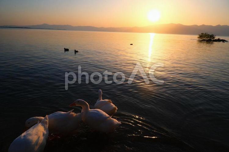 夕日　アヒルの群れ 夕日,アヒルの群れ,自然の写真素材