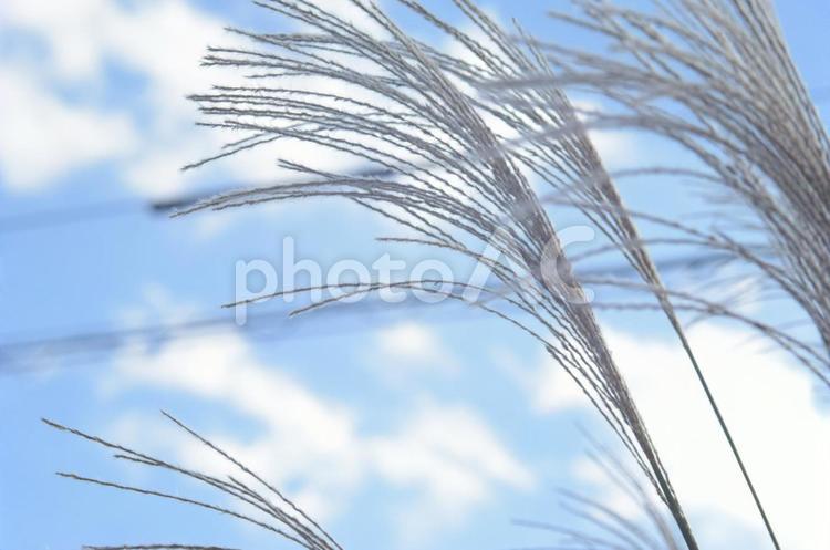 秋のすすきと青空 ススキ,空,秋の写真素材