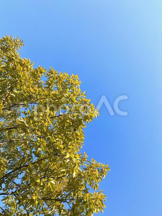 樹木と青空 空,木,晴れの写真素材
