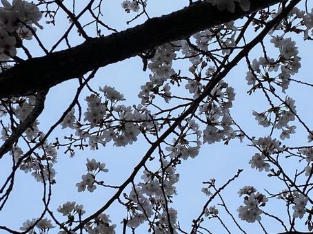 桜 桜の写真
