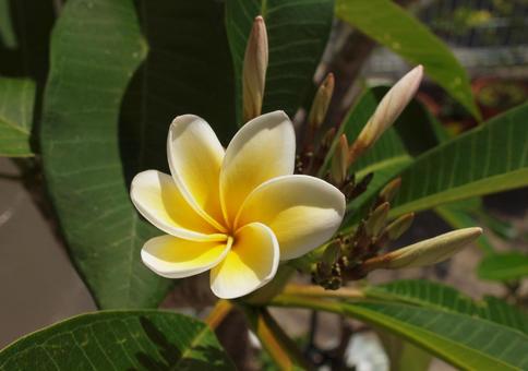 Plumeria - Share your good luck - 6 petals, JPG Plumeria - Share your good luck - 6 petals, JPG