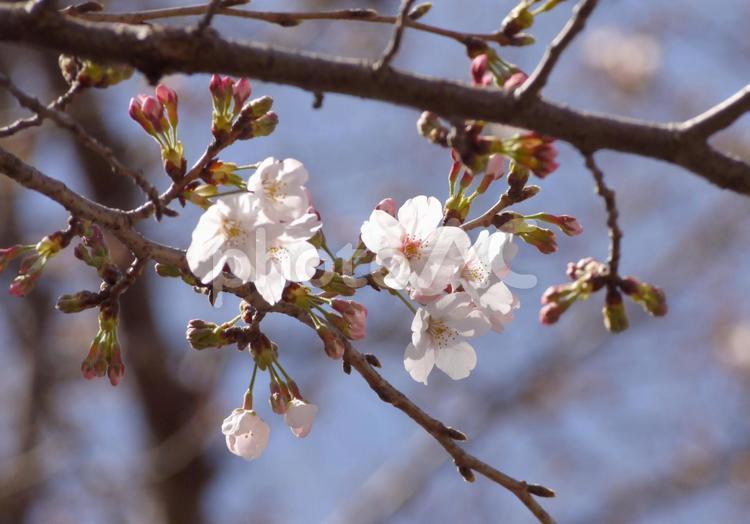 咲き始めの桜の花 桜,さくら,サクラの写真素材