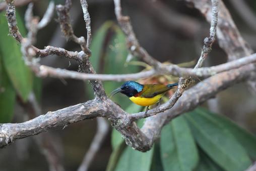 ミドリオタイヨウチョウ ミドリオタイヨウチョウの写真