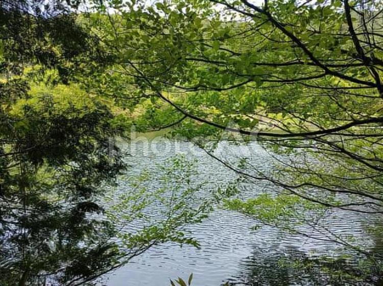 湖畔の風景2 マイナスイオン,晴れ,木の写真素材