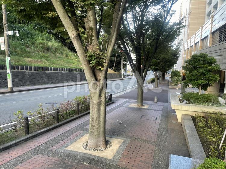 街路樹 街路樹,歩道,レンガの写真素材